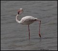 _9SB1413 greater flamingo